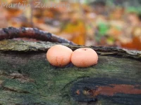 Boomwratten [Reticulariaceae]